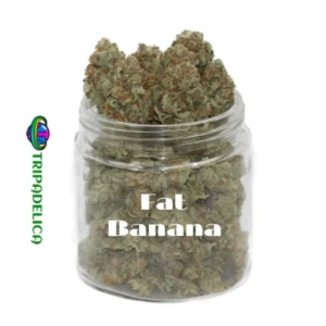 Fat Banana Weed