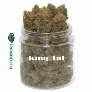 King Tut Strain