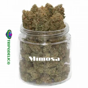 Mimosa Weed